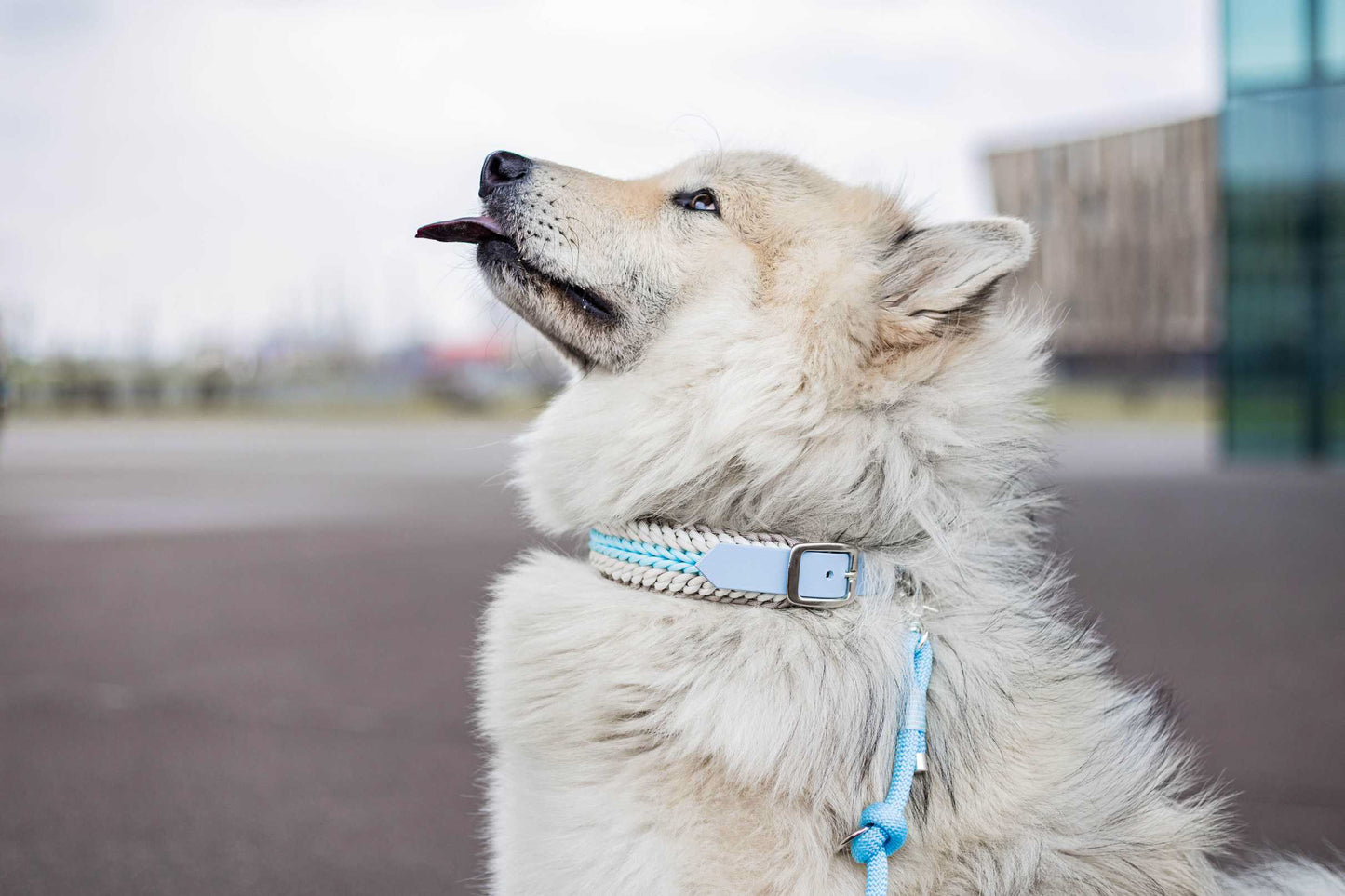 THE MODERN WOLF - Geschenkgutschein